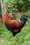 bee636d580345e3993c259f36a7b8646--chicken-garden-roosters.jpg